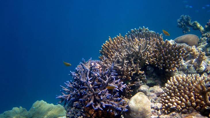 Colourful coral reef and fish, Great Barrier Reef, Queensland, Australia Colourful coral reef and fish, Great Barrier Reef, Queensland, Australia