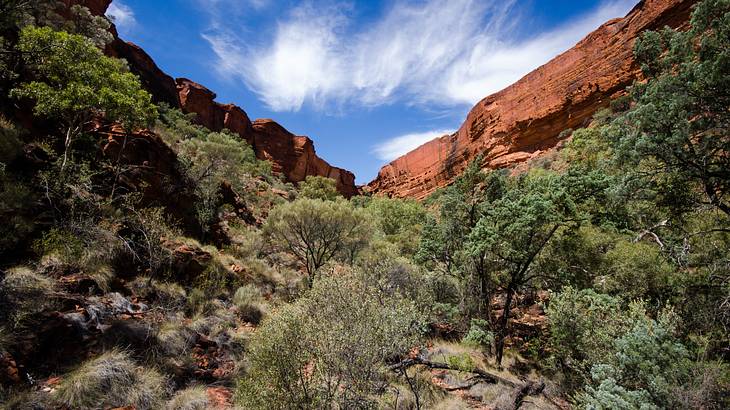 Picture of trees and red rock face, Watarrka National Park, Northern Territory