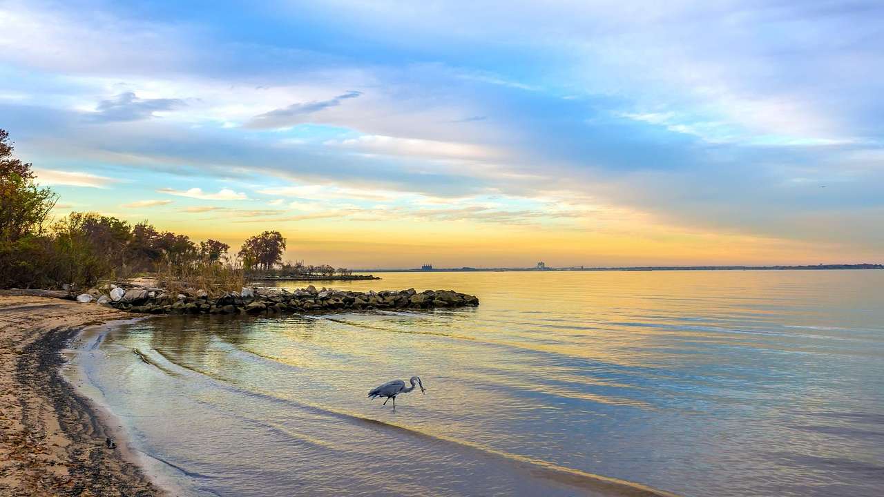 An egret in a bay of water with trees surrounding it at sunset