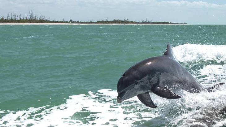 A dolphin jumping out of the water with white waves around it