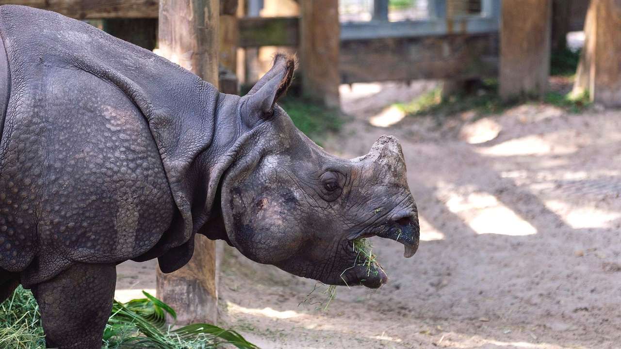 A rhino eating some grass in a sandy enclosure