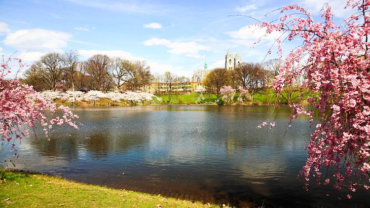 A lake and cherry blossom trees across from more trees and a church