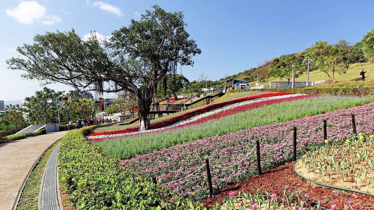 A field of blooming flowers on a hilly terrain near a walkway