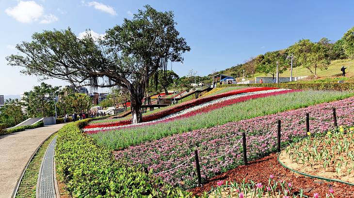 A field of blooming flowers on a hilly terrain near a walkway