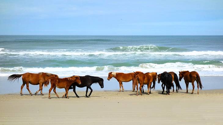 Horses on the shore next to the sea with rolling waves under the clear blue sky