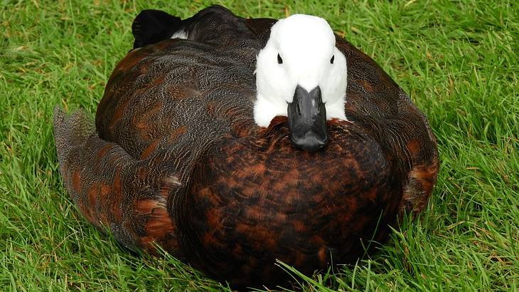 A brown and white duck sitting on the grass