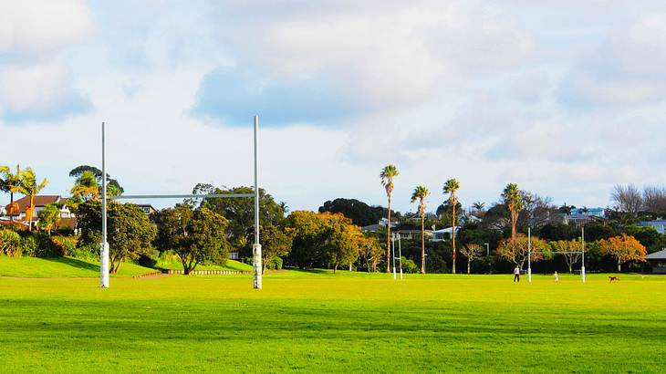 A lush park on a sunny day