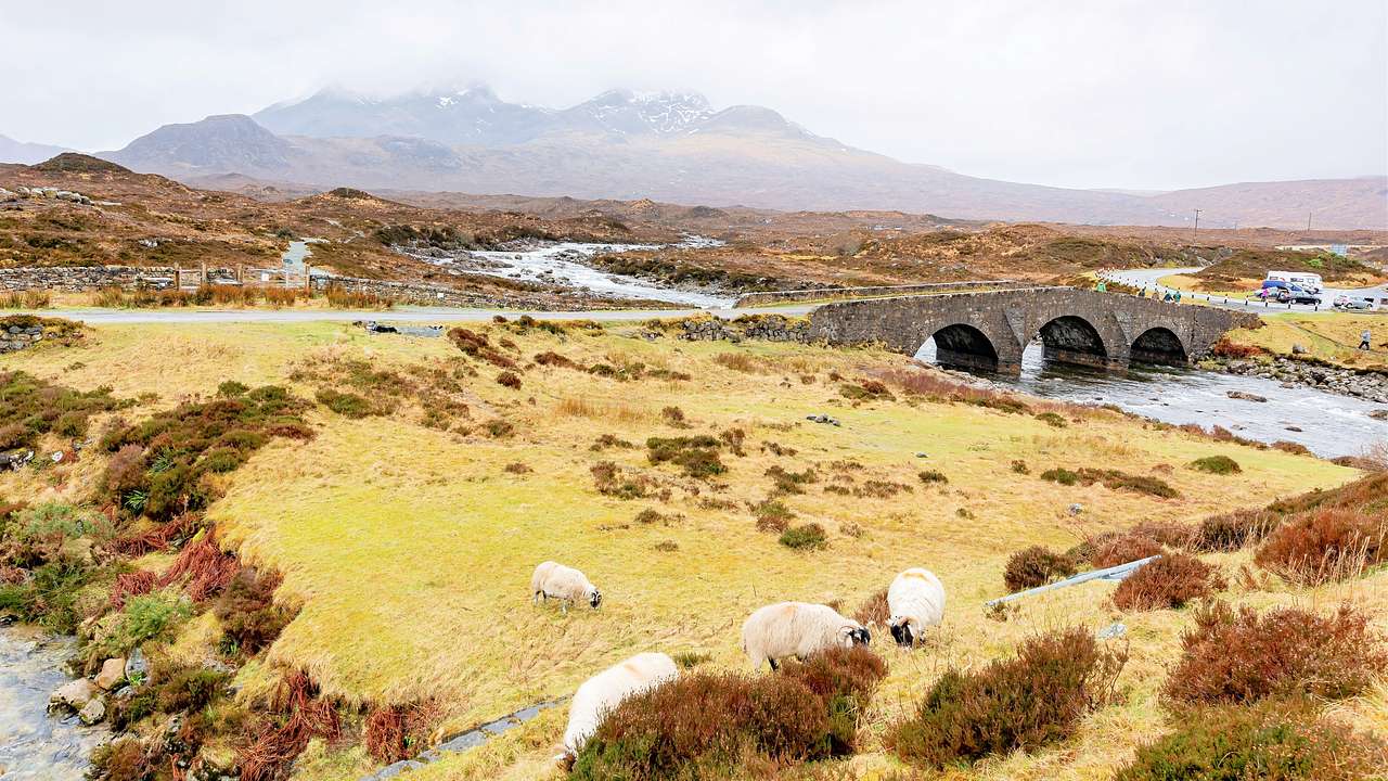 Sheep walking around a grassy valley near a bridge over a body of water