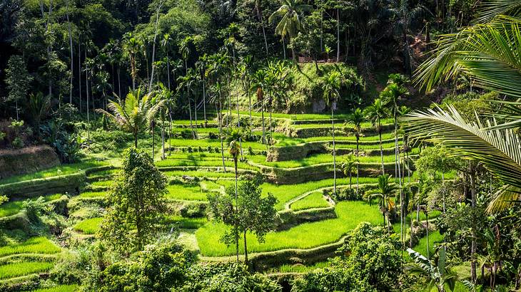 A view over green rice terraces with trees around them