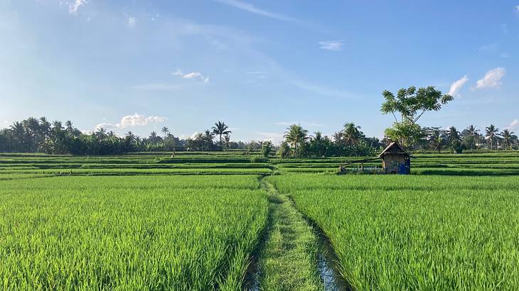 A green rice field next to trees and a small hut on a clear day