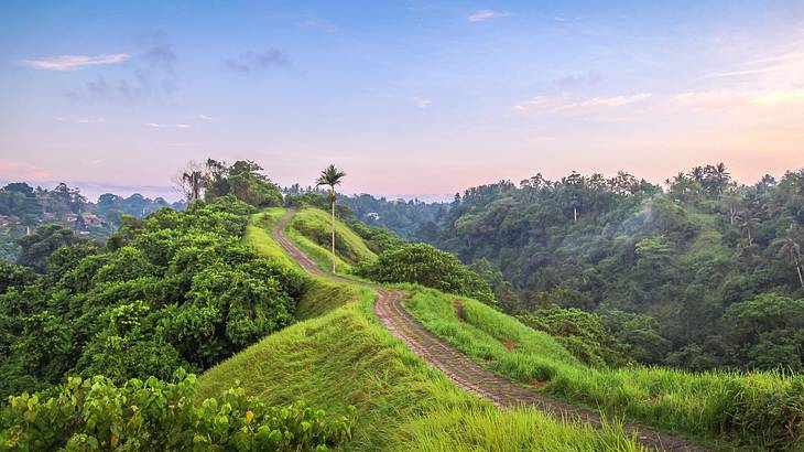 A dirt path through the grass and surrounded by tropical trees at sunset