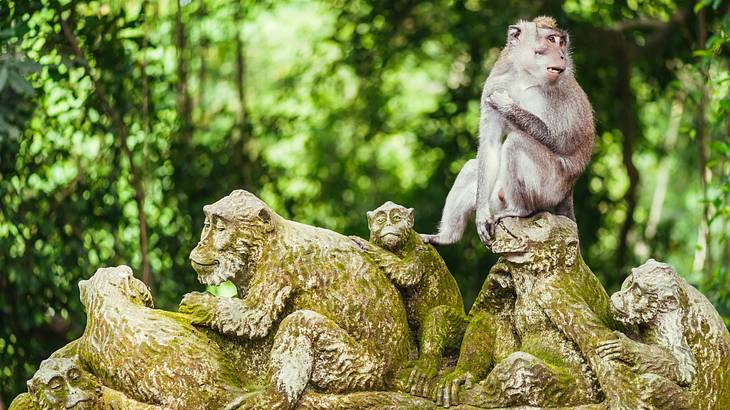 One of the best things to do in Ubud, Bali, is going to The Sacred Monkey Forest