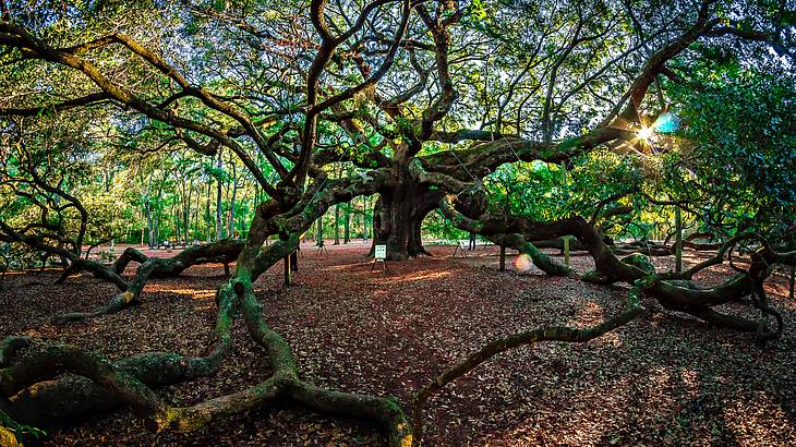 The Angel Oak Tree is one of the fun things to do with kids in Charleston, SC