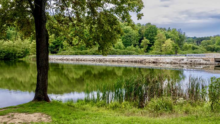 A lake with green grass and trees surrounding it