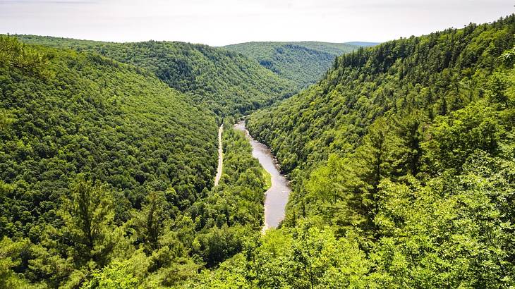 A canyon covered in greenery with a river running through it