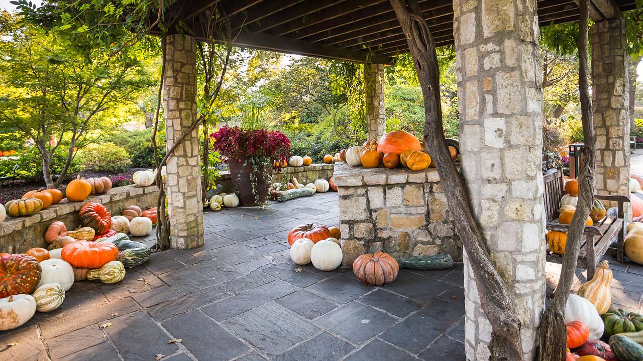 A stone patio with pumpkins and red flowers with a brick wall