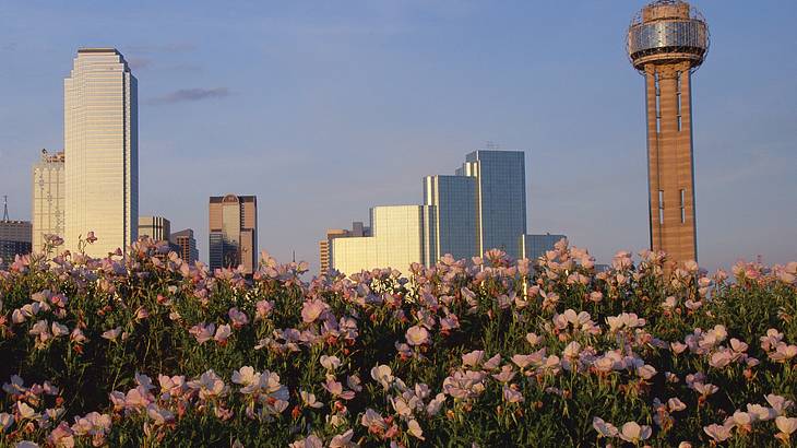 A field of flowers with buildings in the background