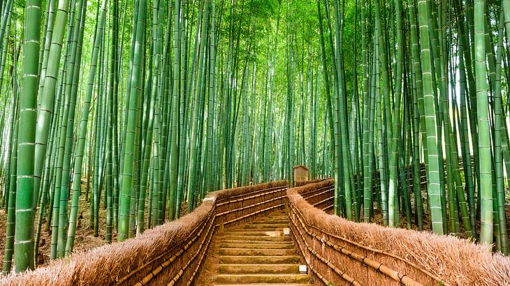 Arashiyama's bamboo grove, one of the most famous landmarks in Japan