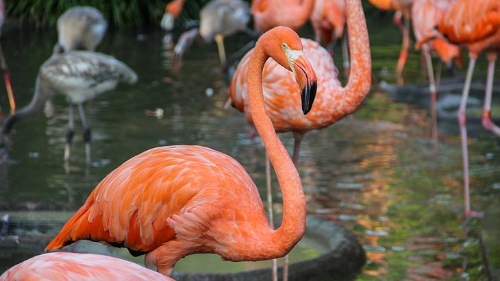 Bright pink flamingoes and ducks in water