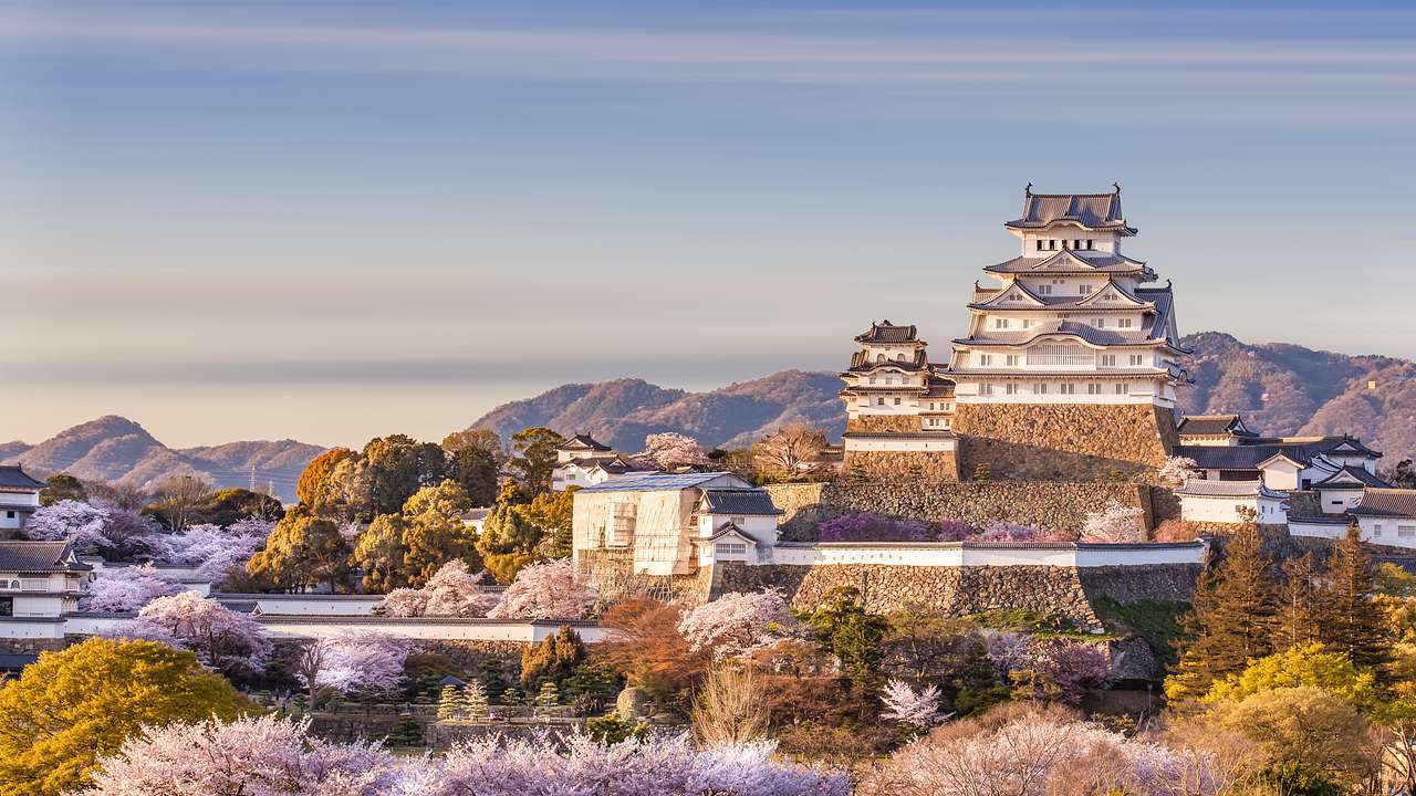 White Japanese castle on a hilltop, with cherry blossom trees around, on a sunny day