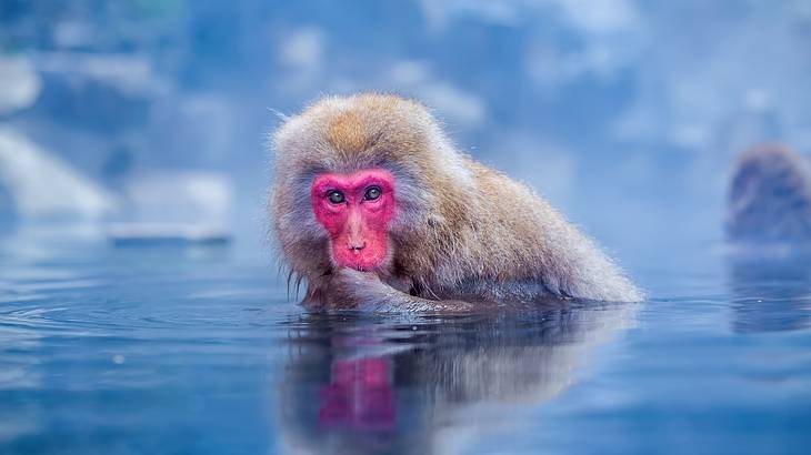 A snow monkey with a magenta face looking out from inside icy water