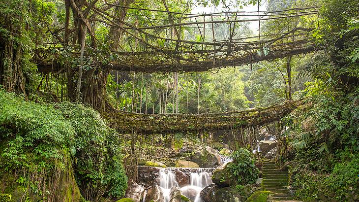 Two tree root bridges above one another against tall trees with a mini waterfall