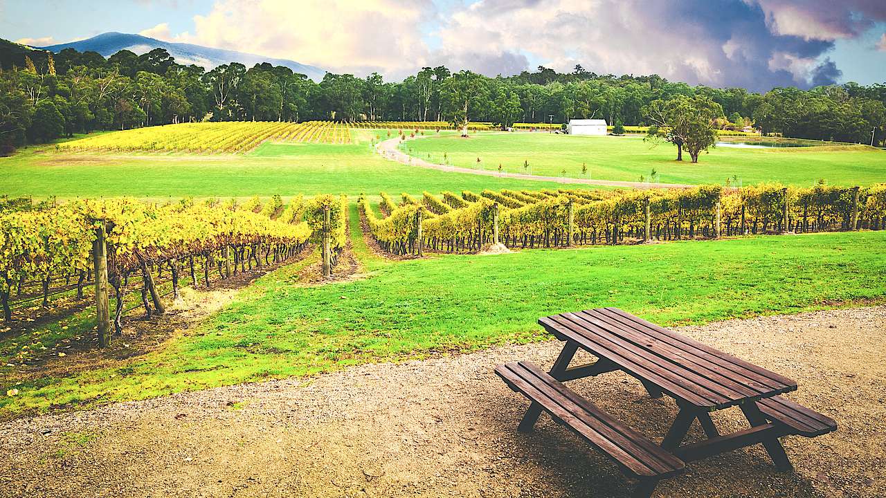 Rows of vines in a vineyard facing a bench, in a green valley with trees in the back