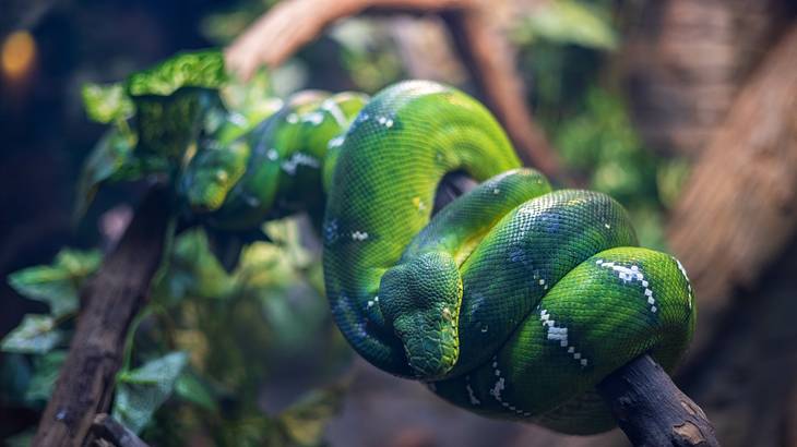 A vibrant green snake coiled on a tree branch