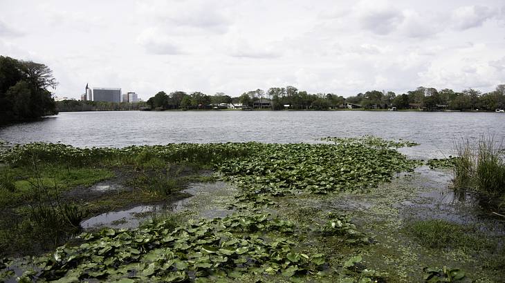 Lake with water lilies surrounded by plants and trees on a gloomy day