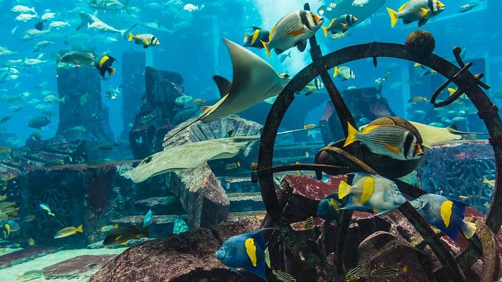 An aquarium with tropical fish and stingrays