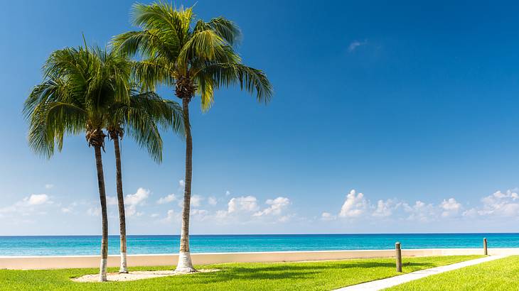 A walkway leading to the beach near palm trees