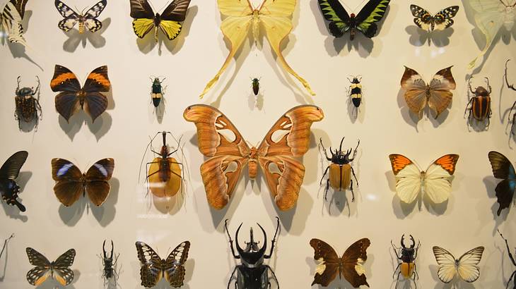 Different types of butterflies and insects preserved in a glass case