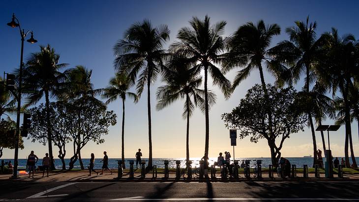 A sidewalk lined with bikes and palm trees with people walking by at sunset