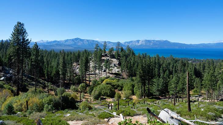 A forest with mountains in the background under a blue sky