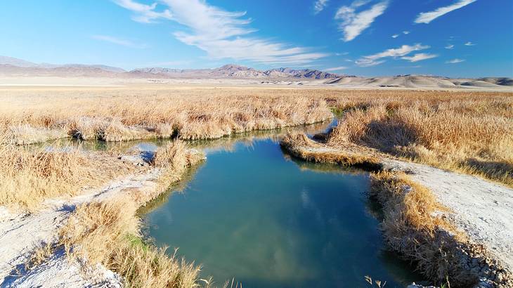 A pond surrounded by grasses and rocks