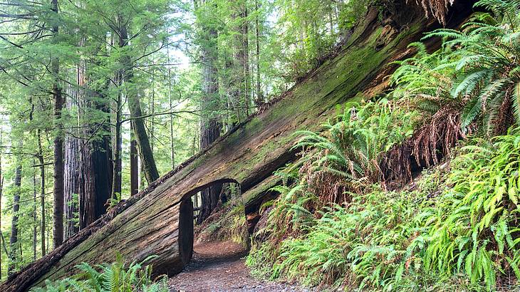 Tall Redwood tree trunks and leaves behind a tilted, mossy trunk above a pathway