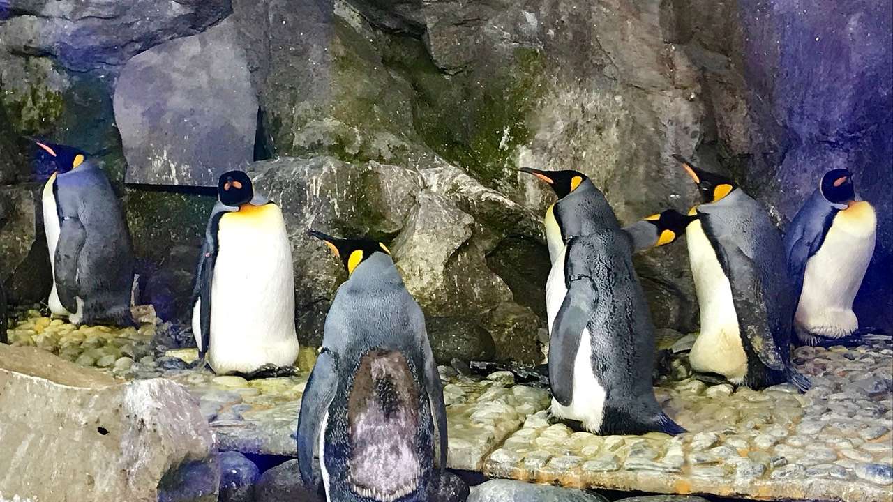 Several black and white penguins hanging around on rocks