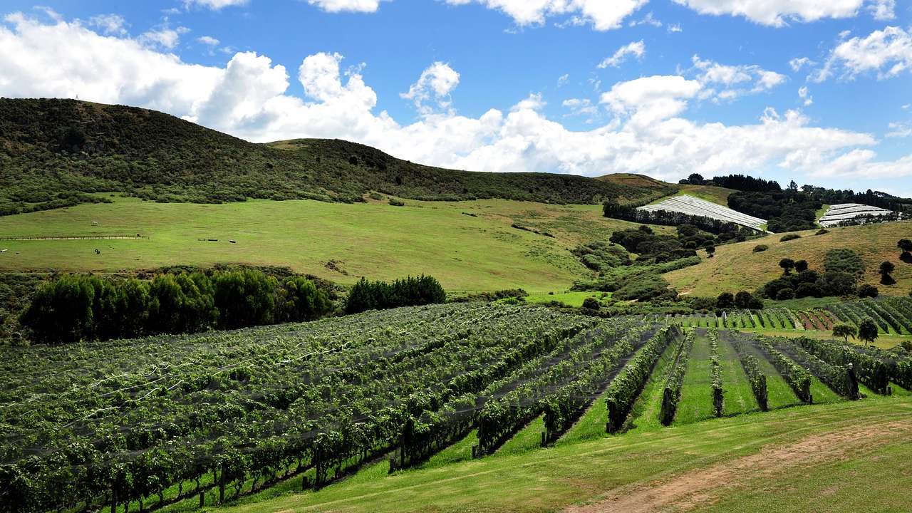 Rows of grapevines next to trees and green mountains under a partly cloudy sky