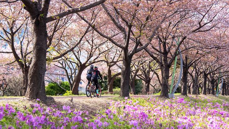 Two people riding bikes along a cherry blossom tree-lined path