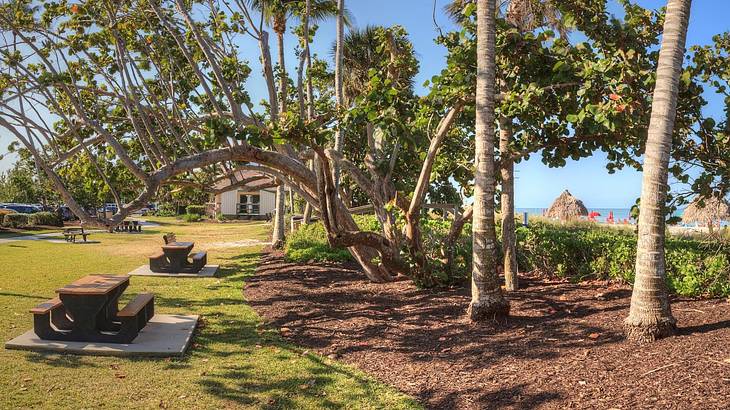 Grass with wooden benches on the left, trees in the middle & a beach on the far right