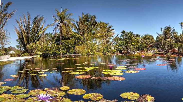 Green water lilies floating on a pond, in front of green trees, under a clear sky