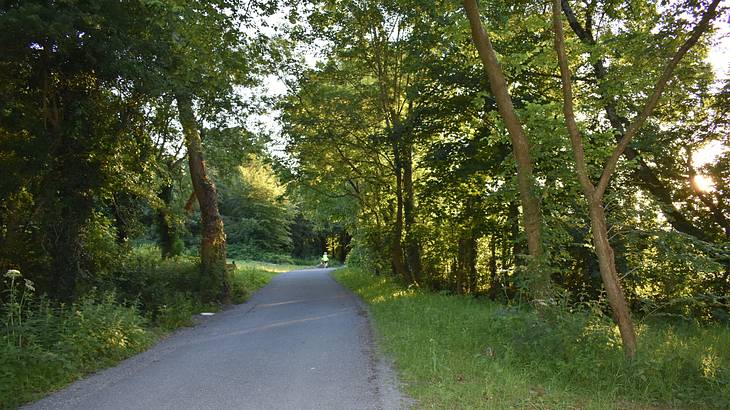Road surrounded by green grass and tall trees on either side