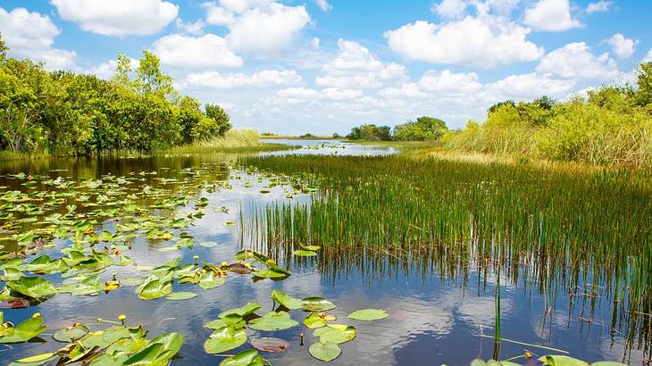 Reflective wetlands with floating water lilies and bushes under a partly cloudy sky