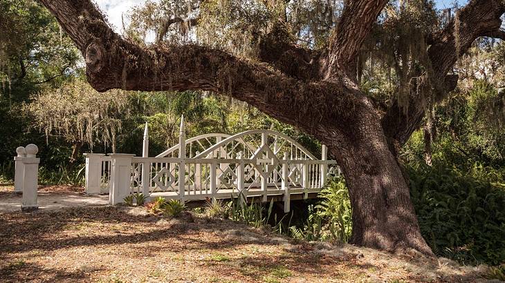 An old big tree leaning towards a white pedestrian bridge against bushes