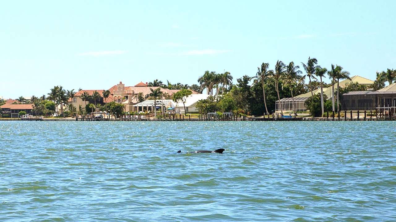 Two dolphins in the ocean with homes and palm trees on the shore
