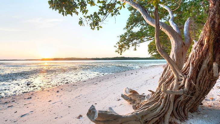 A sandy shore with a large tree trunk on the sand and the ocean to the side