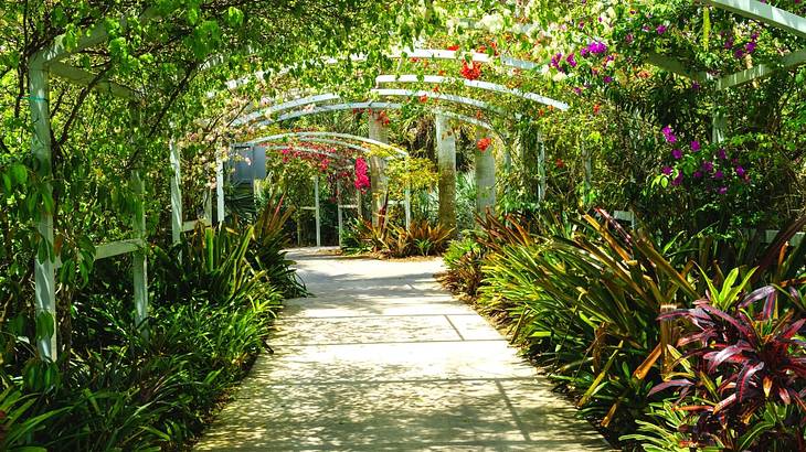 A greenery and flower-covered arch with a path going through it