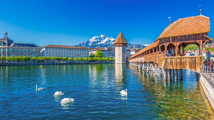 A wooden bridge next to a lake with swans, a building, and a snow-covered mountain