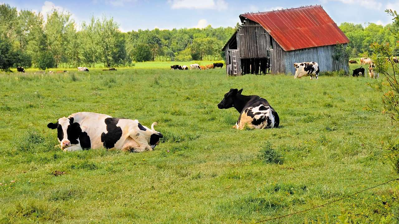 Cows resting by the grass near an old barn