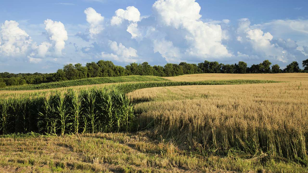 The Wheat State is one of the Minnesota nicknames linked to its agriculture sector
